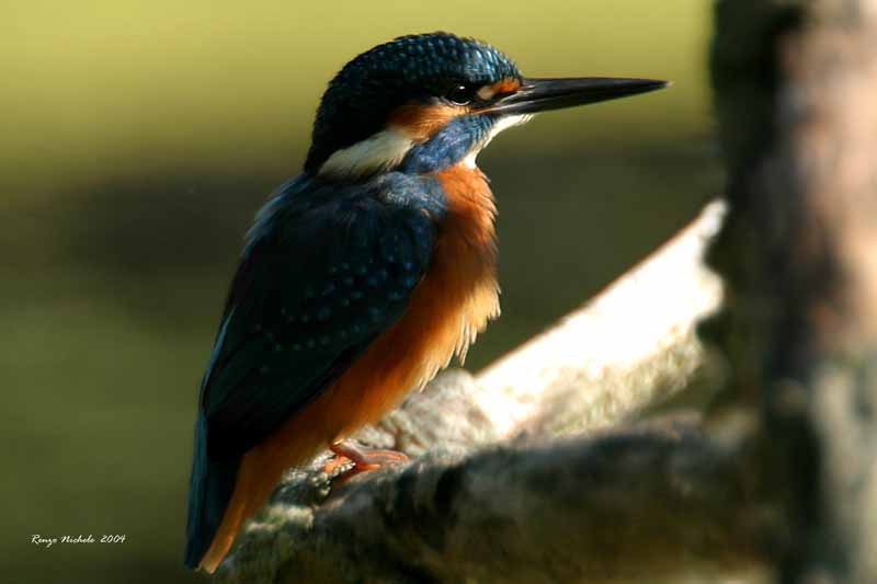 Martin pescatore -  Alcedo atthis